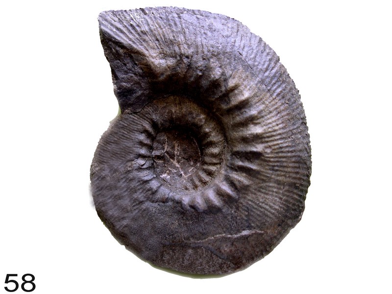Olcostephanus